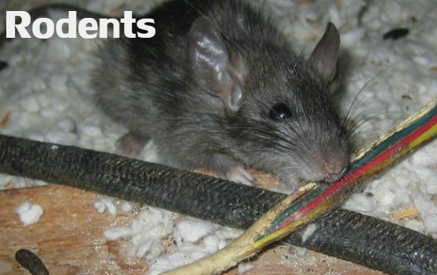 Pest control Lehigh Rodents