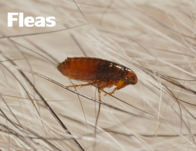 pest control lehigh fleas