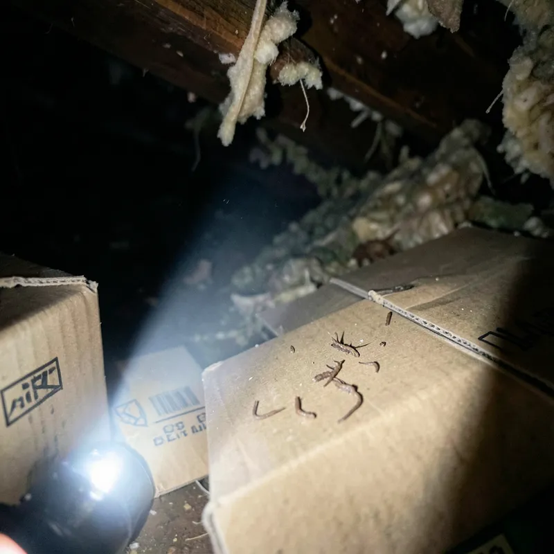 Rodent droppings found in an attic near stored boxes during a pest inspection in Cape Coral FL