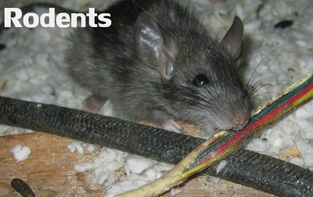 Rodent damage at a soffit opening