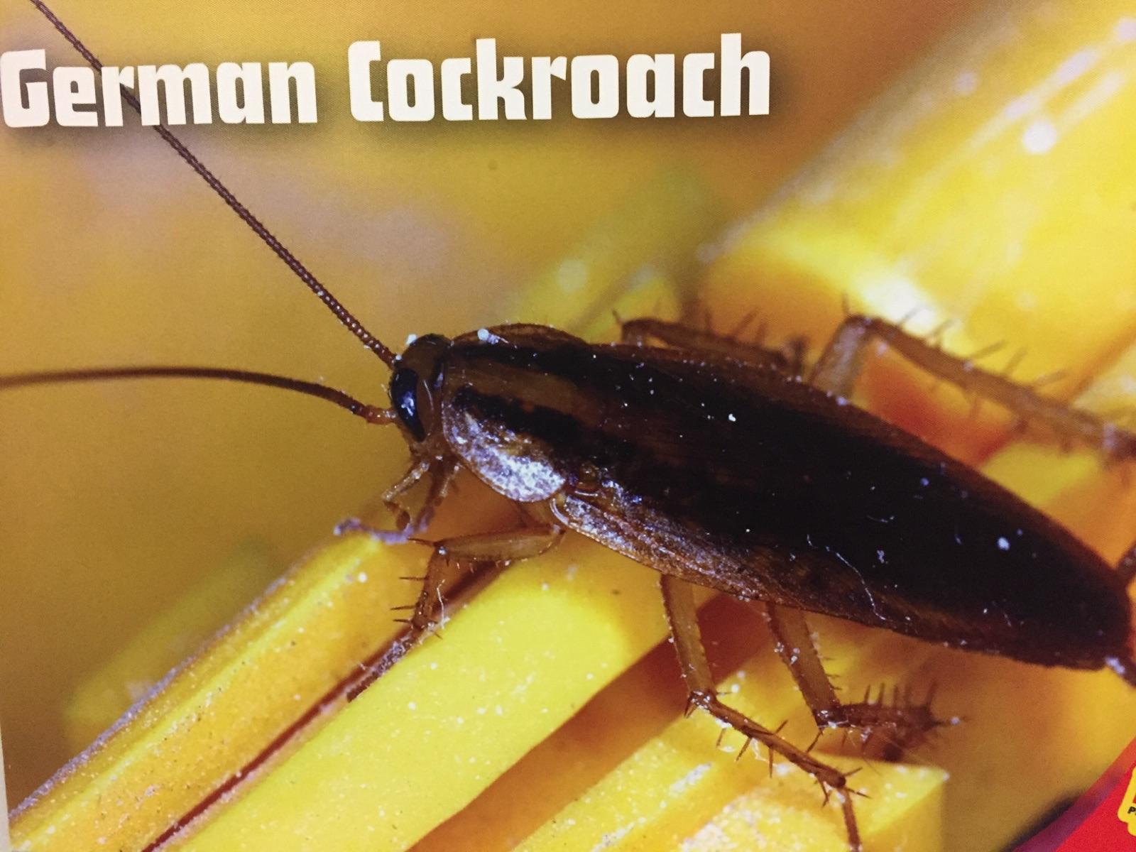 German cockroach on a kitchen surface