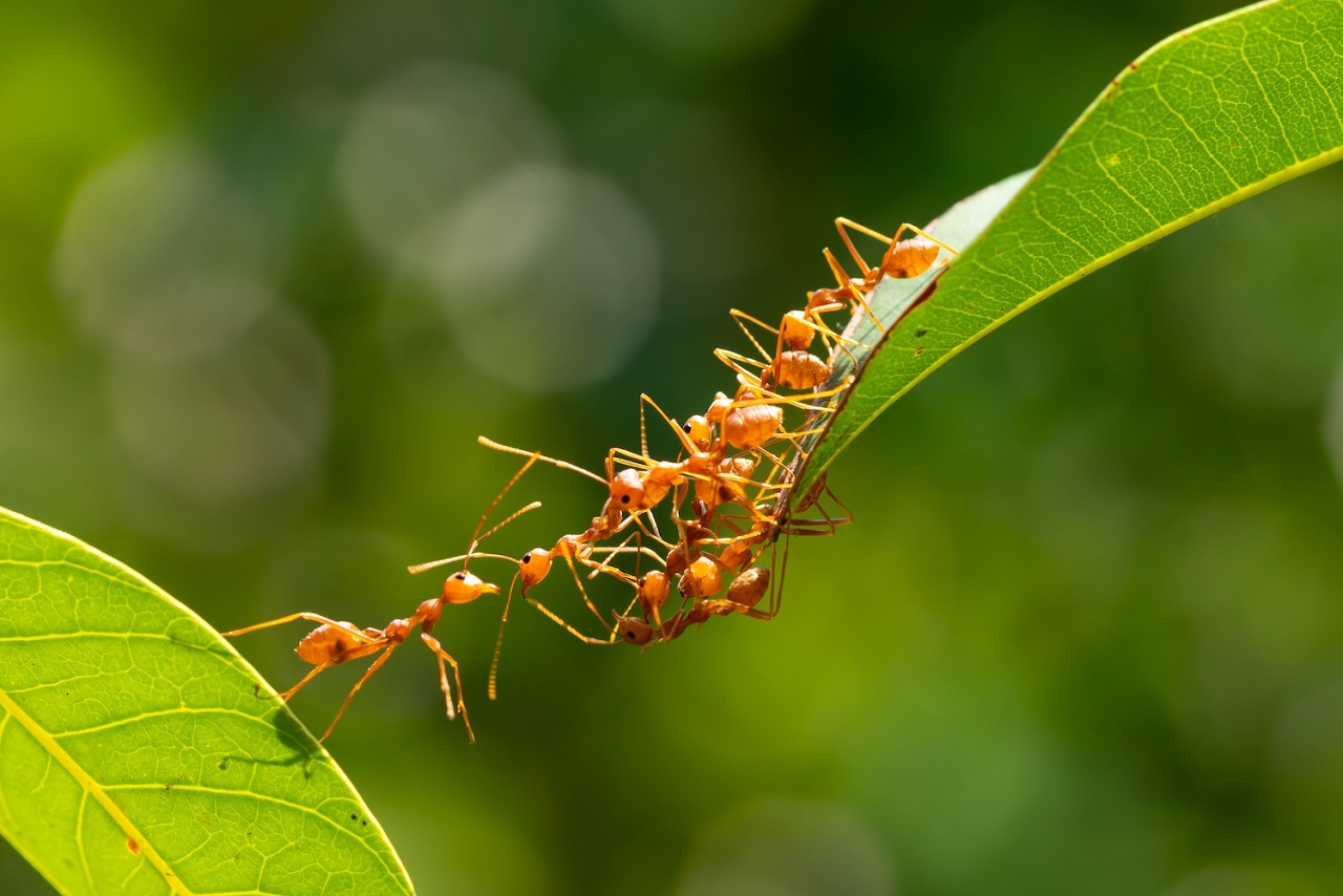 Fire ants swarming on a green leaf