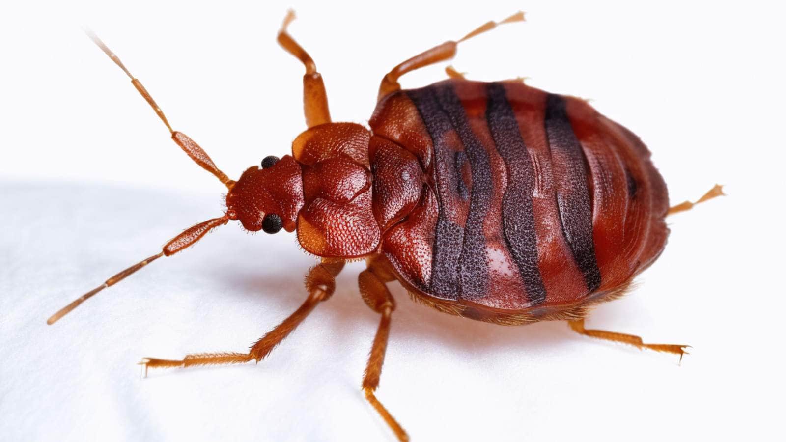 Bed bug on white bedding, close up