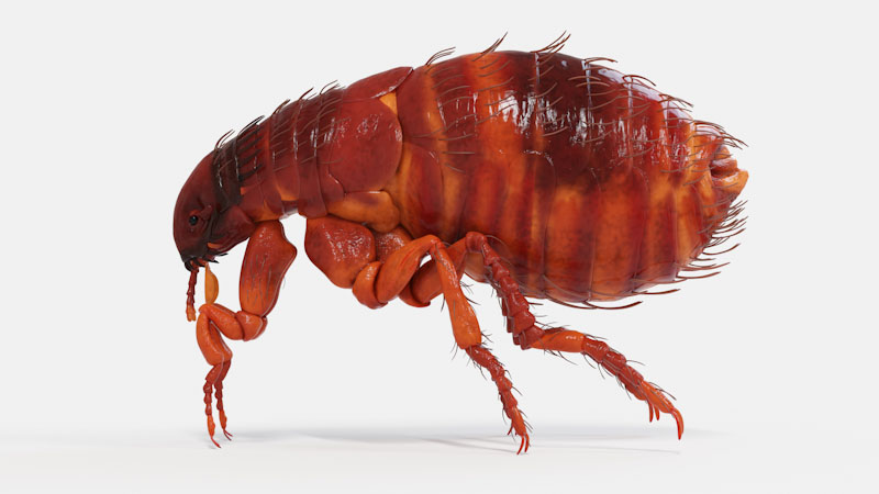 Close up of a flea on light fur