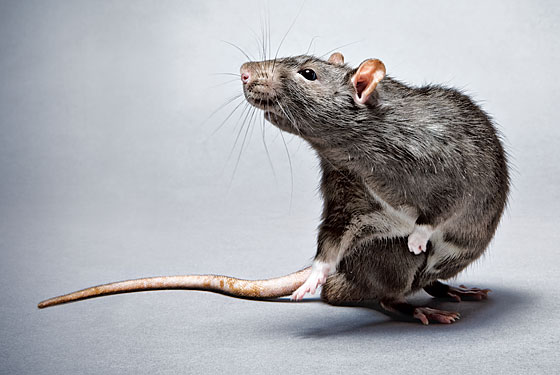 Roof rat standing upright in profile