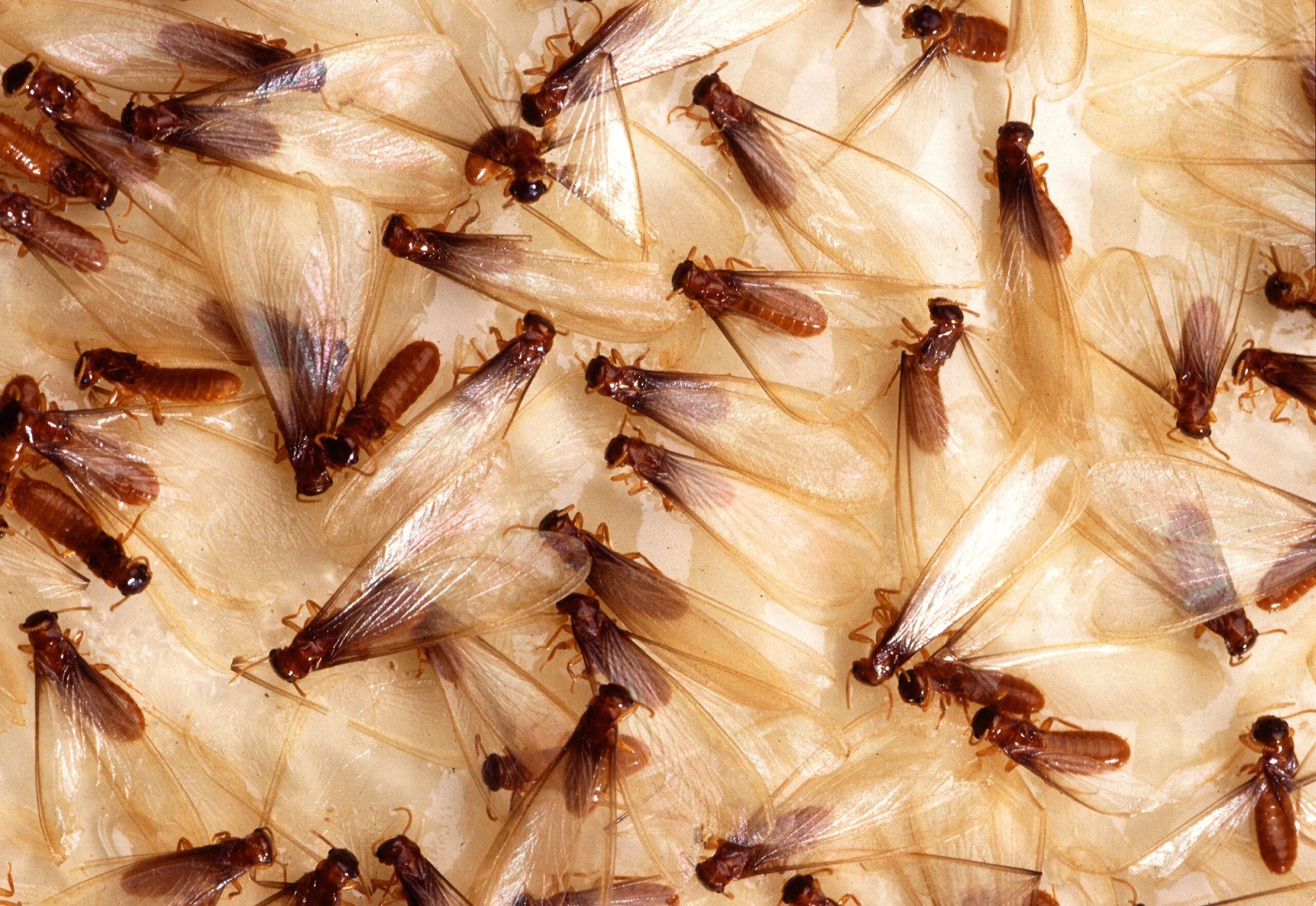 Swarming termites crawling across damp wood